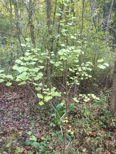 ginkgo (Ginkgo biloba), photograph