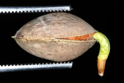 ginkgo (Ginkgo biloba), photograph