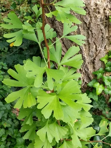 Photo: no rights reserved · CC0 · via iNaturalist ginkgo (Ginkgo biloba), photograph