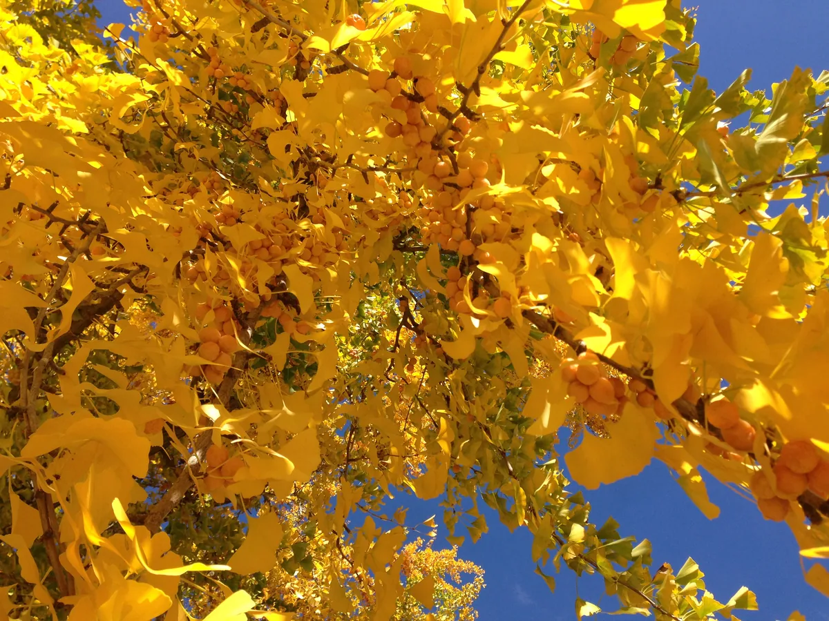 ginkgo (Ginkgo biloba), photograph