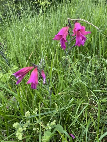 gladiolus (communis) (Gladiolus communis), photograph