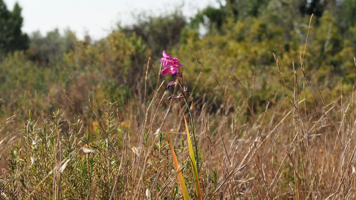 gladiolus (communis) (Gladiolus communis), photograph