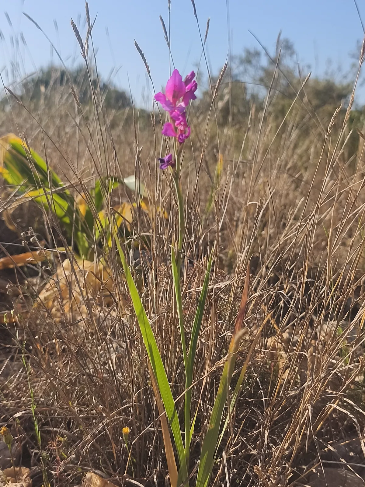 gladiolus (communis) (Gladiolus communis), photograph