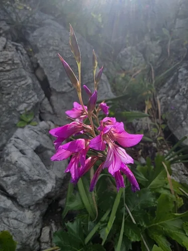 gladiolus (communis) (Gladiolus communis), photograph