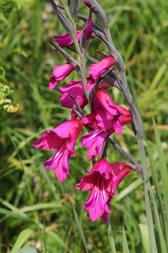 Photo: no rights reserved · CC0 · via iNaturalist gladiolus (communis) (Gladiolus communis), photograph