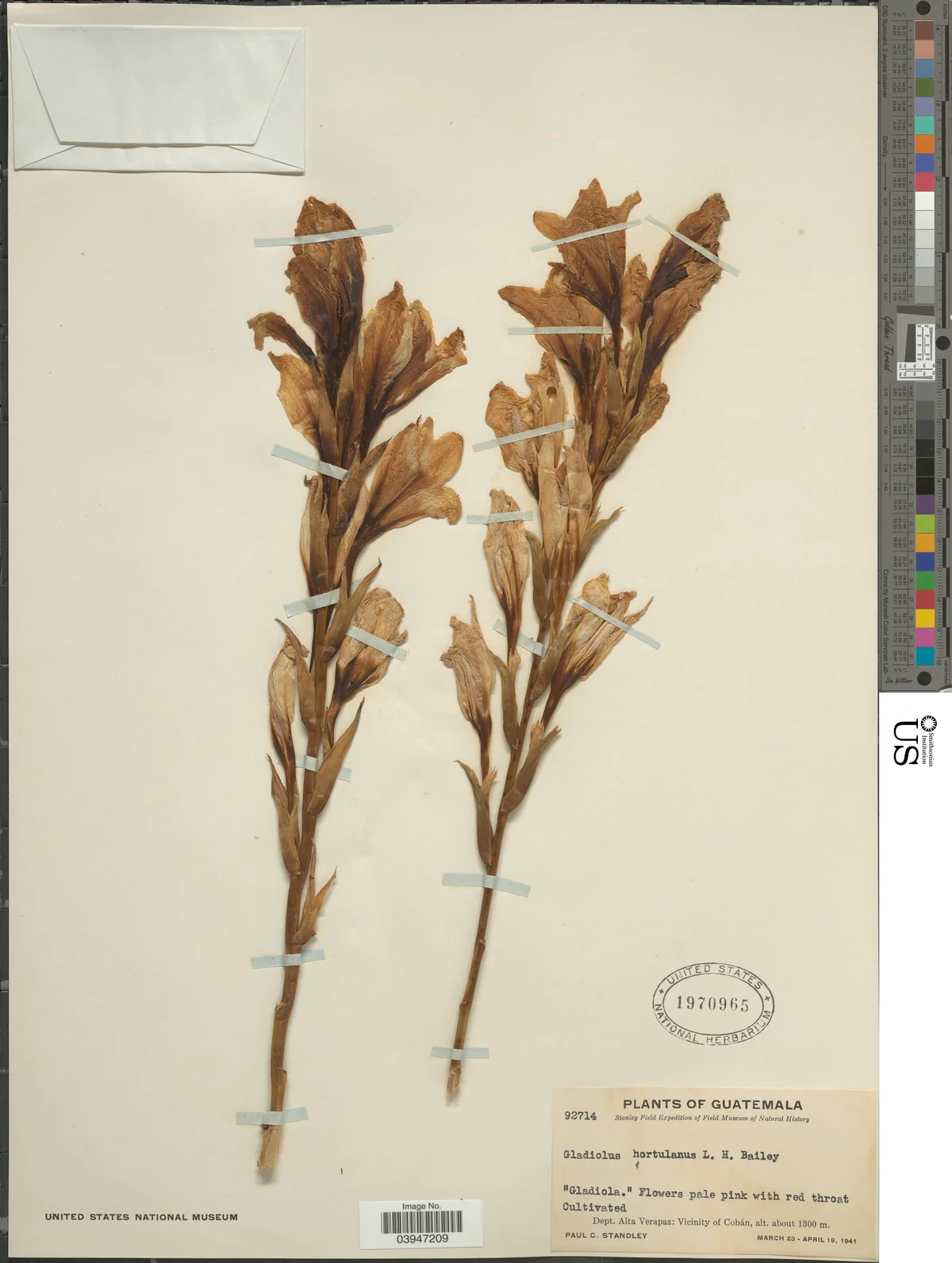 Gladiolus (Gladiolus × hortulanus), photograph