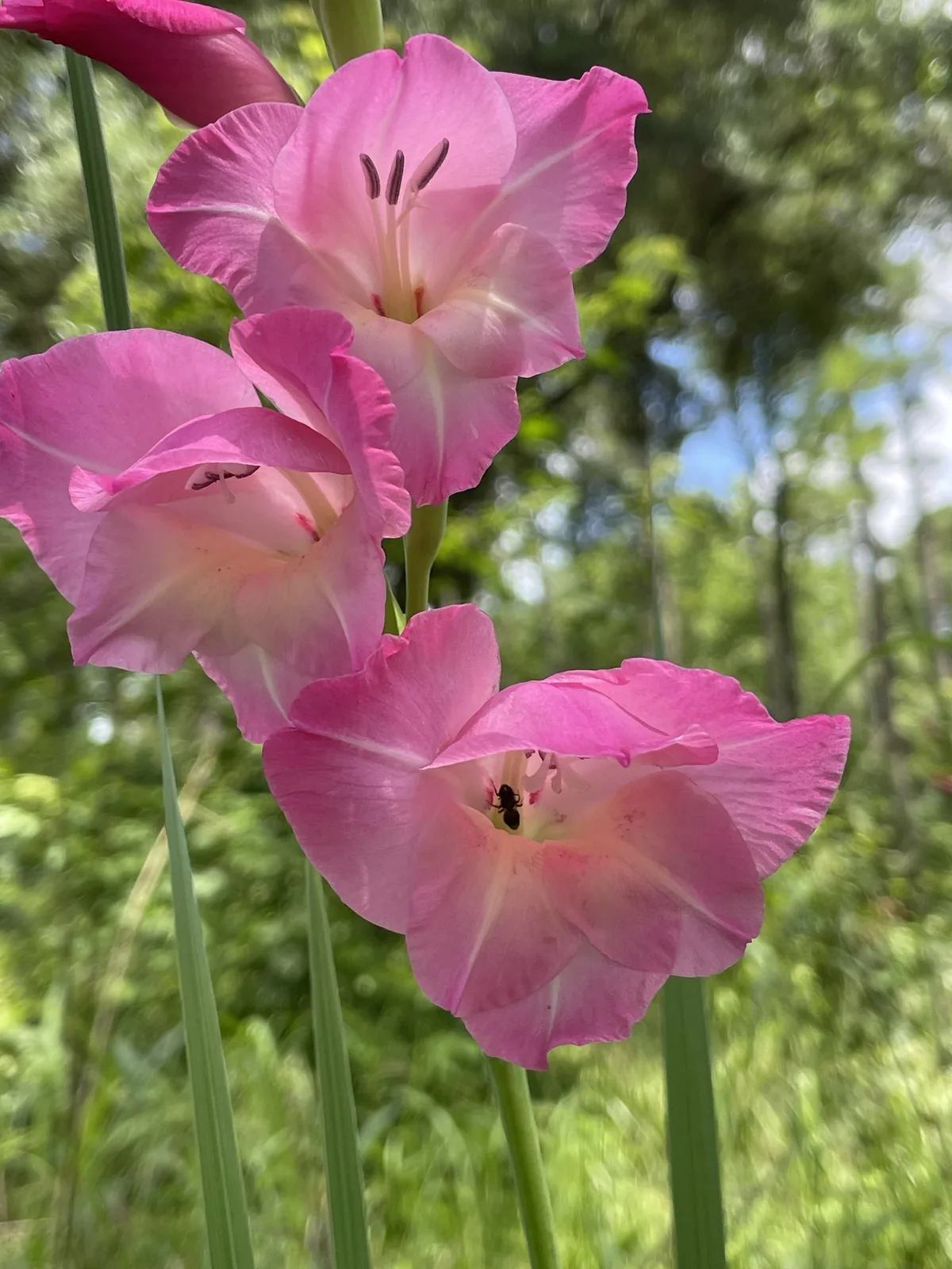 Gladiolus (Gladiolus × hortulanus), photograph