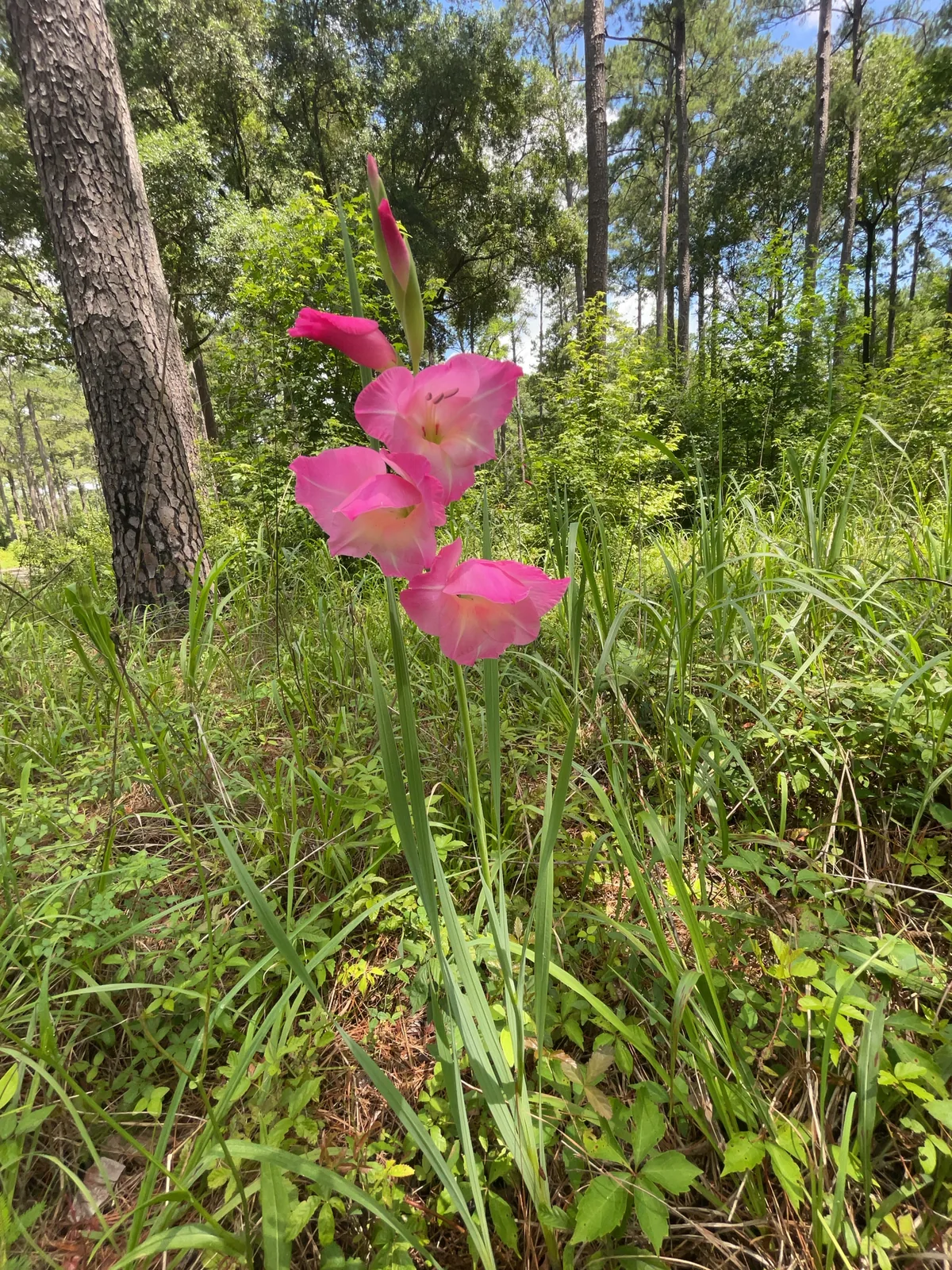 Gladiolus (Gladiolus × hortulanus), photograph