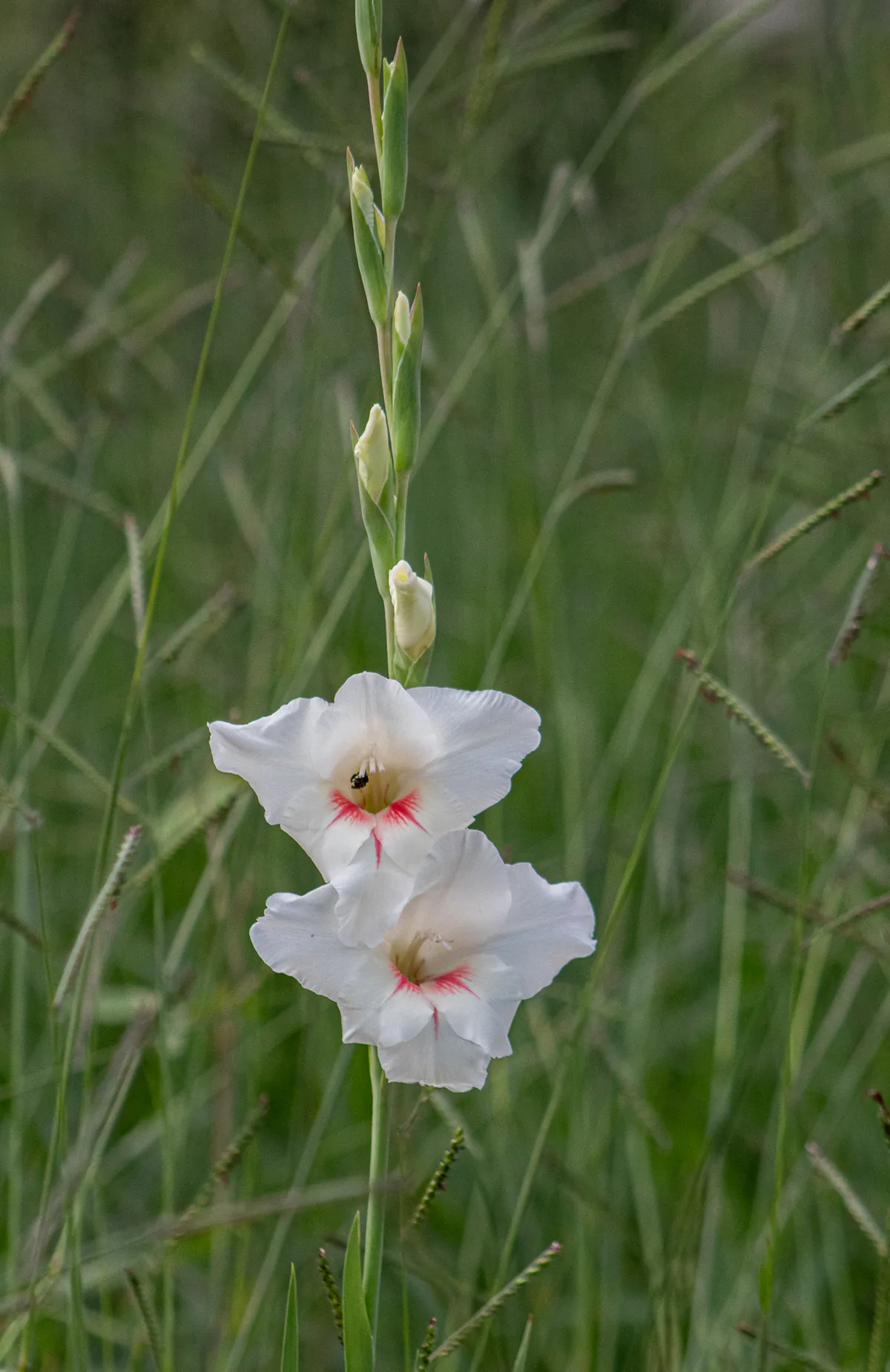 Gladiolus (Gladiolus × hortulanus), photograph