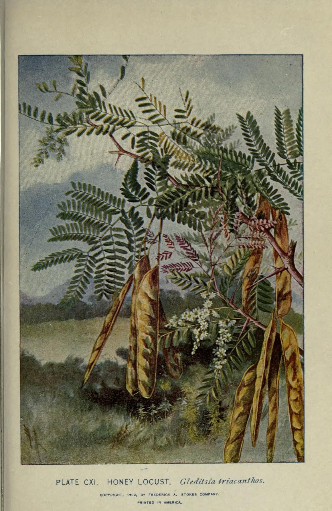 Honeylocust (Gleditsia triacanthos), botanical illustration