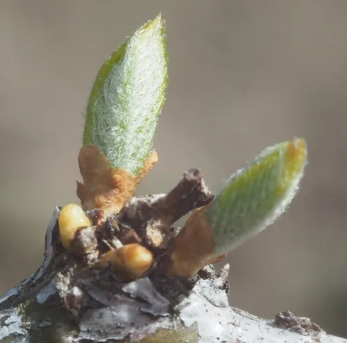 Honeylocust (Gleditsia triacanthos), photograph