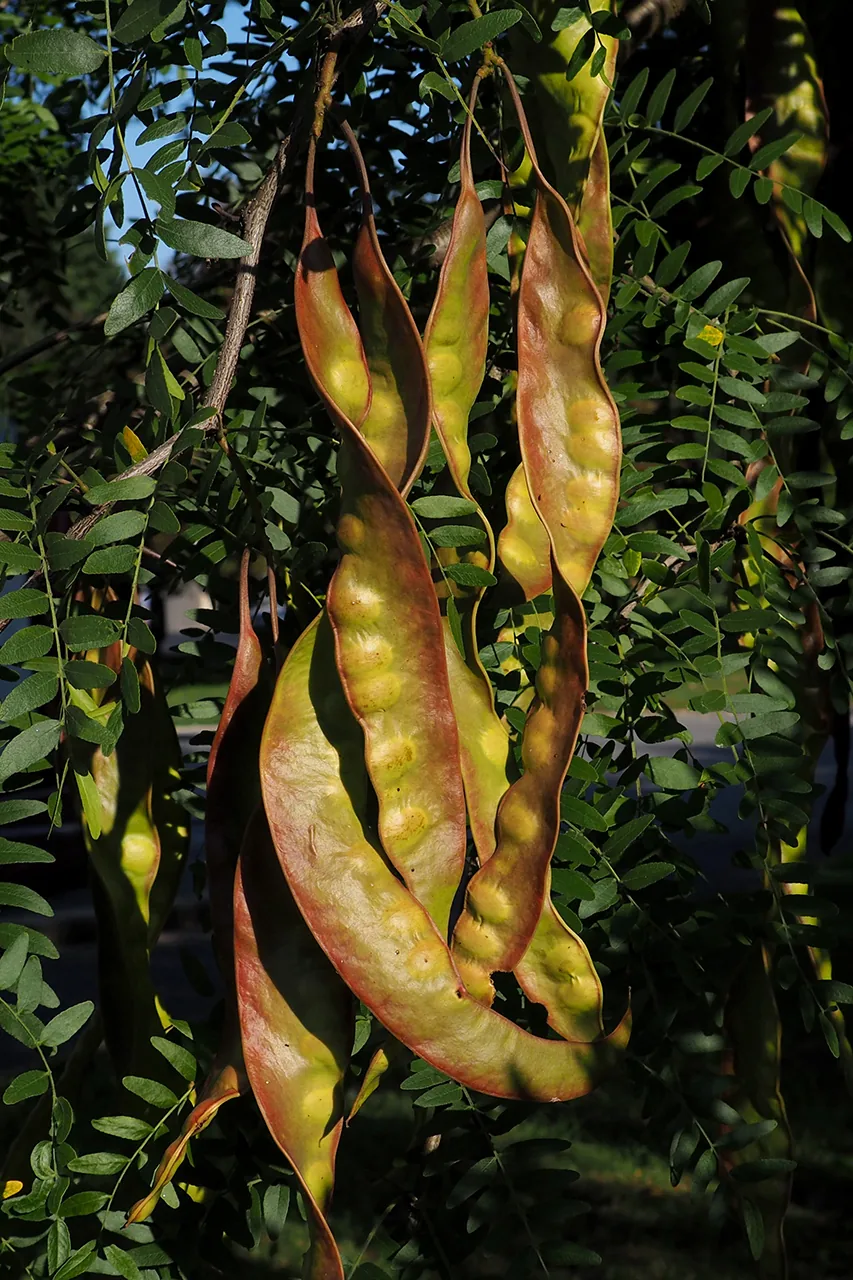 Photo: Hladac · CC BY-SA 4.0 · via Wikimedia Commons honeylocust (Gleditsia triacanthos), photograph