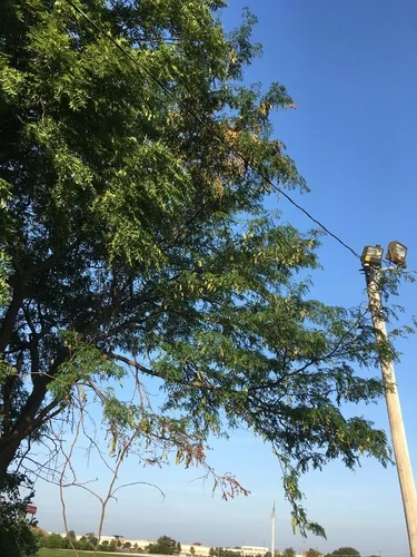 Honeylocust (Gleditsia triacanthos), photograph