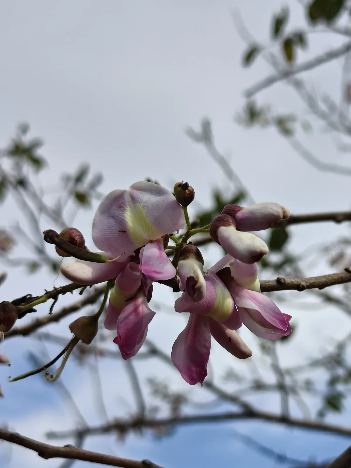 Photo: Sinaloa Silvestre, via iNaturalist · CC0 · via GBIF gliricidia (Gliricidia sepium), photograph