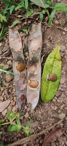 gliricidia (Gliricidia sepium), photograph
