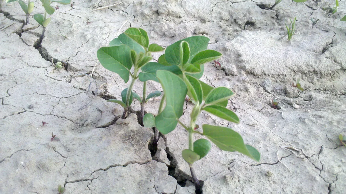 Edamame (Glycine max), photograph