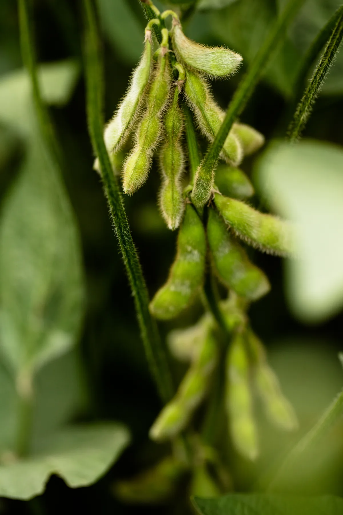 edamame (Glycine max), photograph