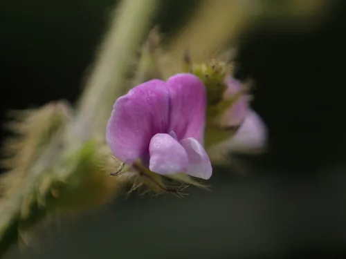 Photo: no rights reserved · cc0 · via iNaturalist Edamame (Glycine max), photograph