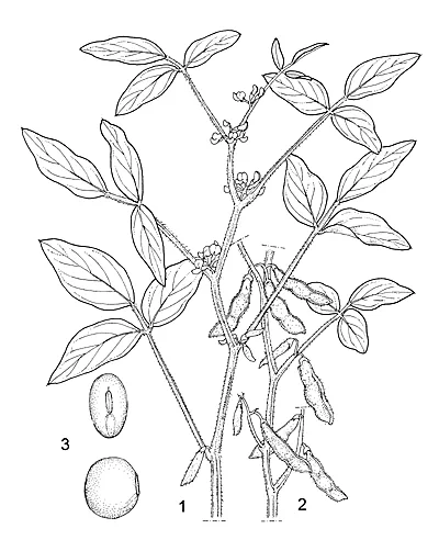 Edamame (Glycine max), botanical illustration
