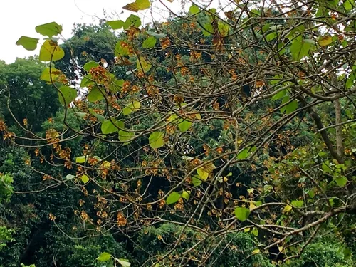 Yemane (Gmelina arborea), photograph