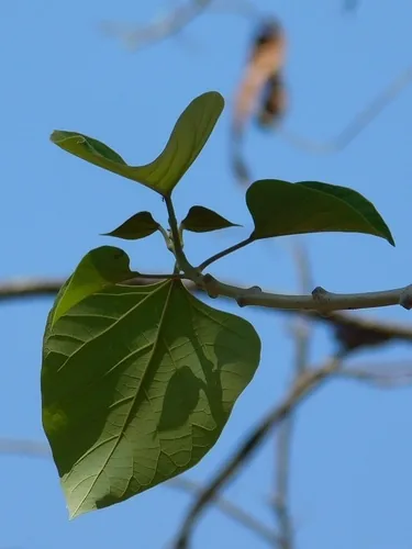 Photo: no rights reserved · cc0 · via iNaturalist Yemane (Gmelina arborea), photograph