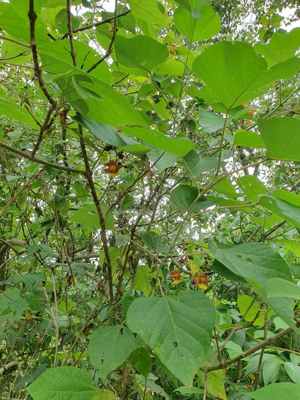 Yemane (Gmelina arborea), photograph