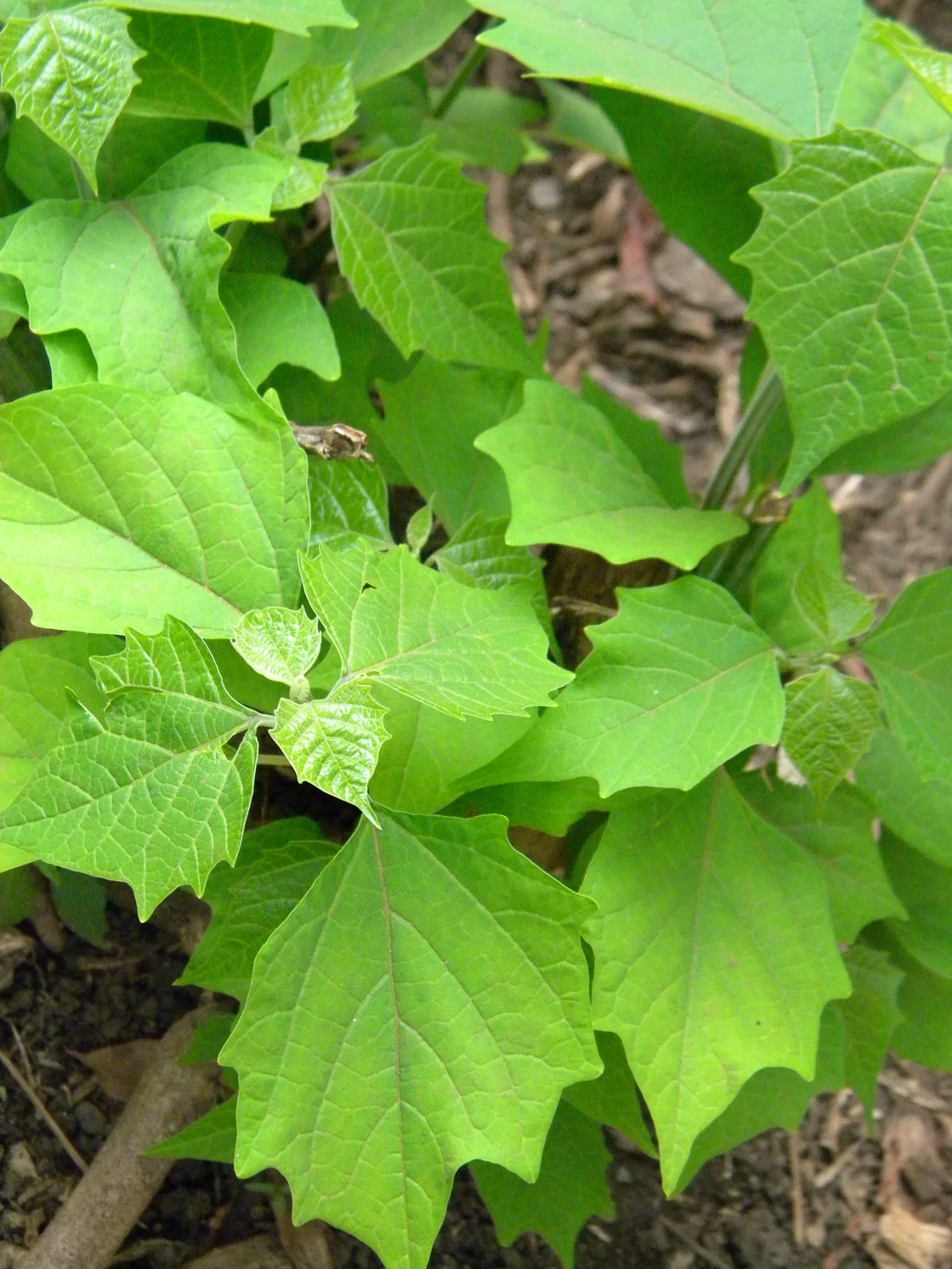 Yemane (Gmelina arborea), photograph