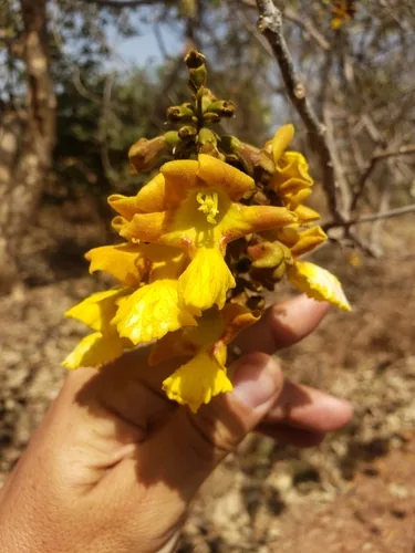 Yemane (Gmelina arborea), photograph