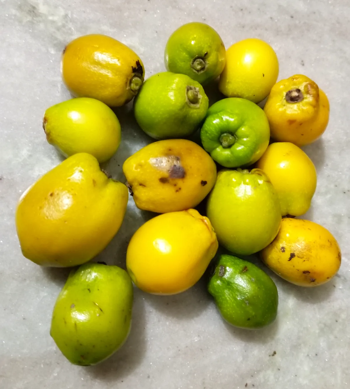 Photo: Salil Kumar Mukherjee, , via Wikimedia Commons · CC BY-SA 4.0 · via Wikimedia Commons yemane (Gmelina arborea), photograph