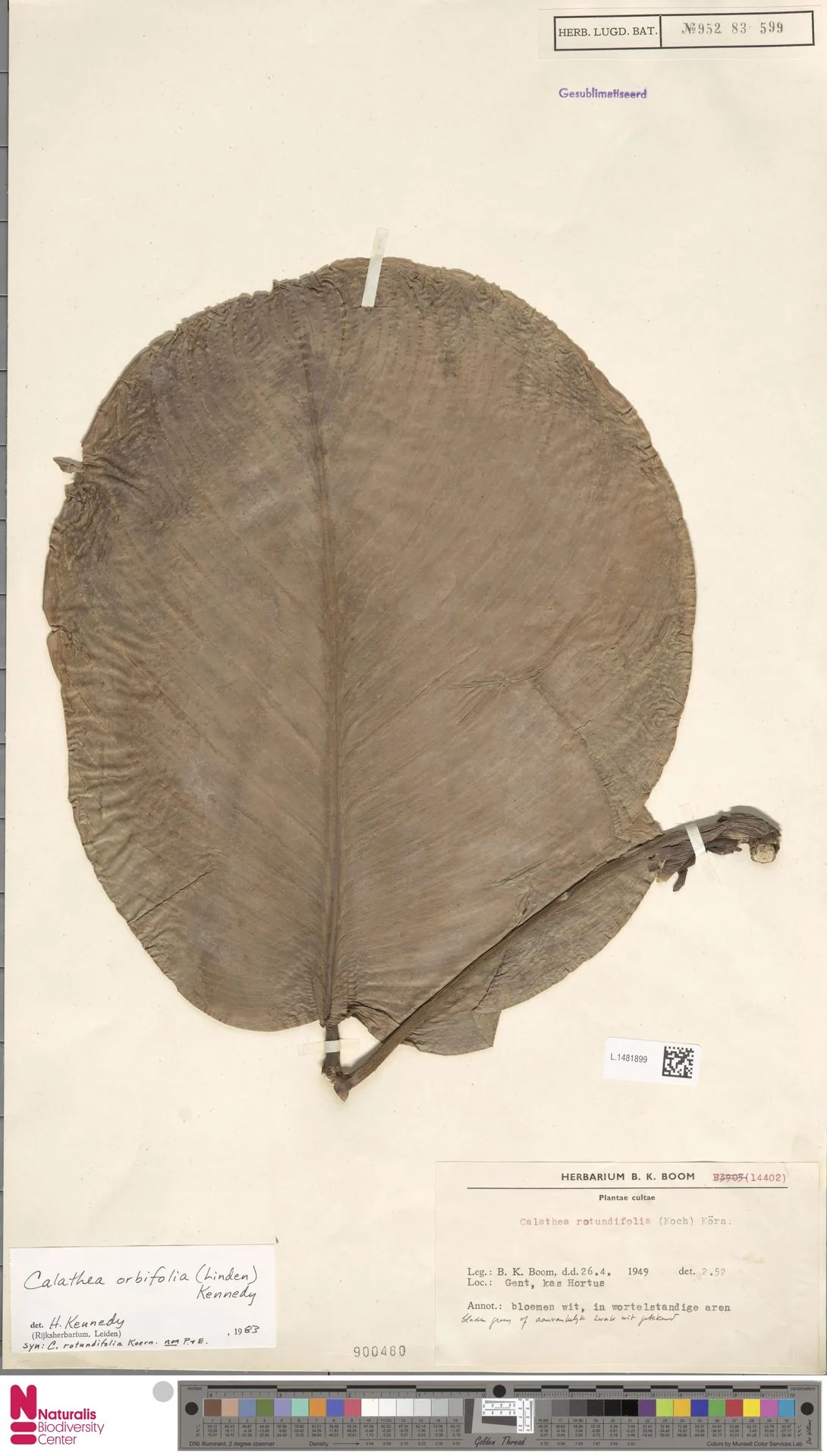 calathea (Goeppertia orbifolia), photograph