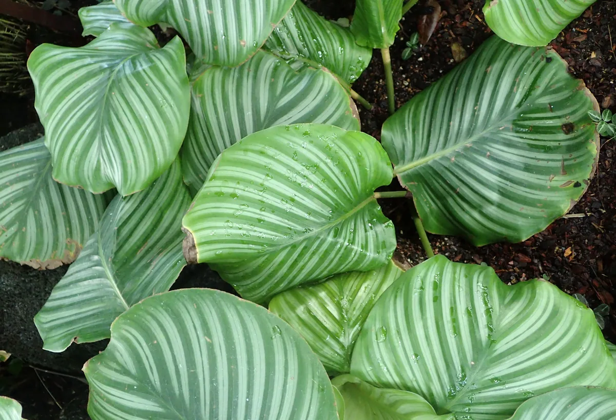 Photo: Krzysztof Ziarnek, Kenraiz, via Wikimedia Commons · CC BY-SA 4.0 · via Wikimedia Commons calathea (Goeppertia orbifolia), photograph