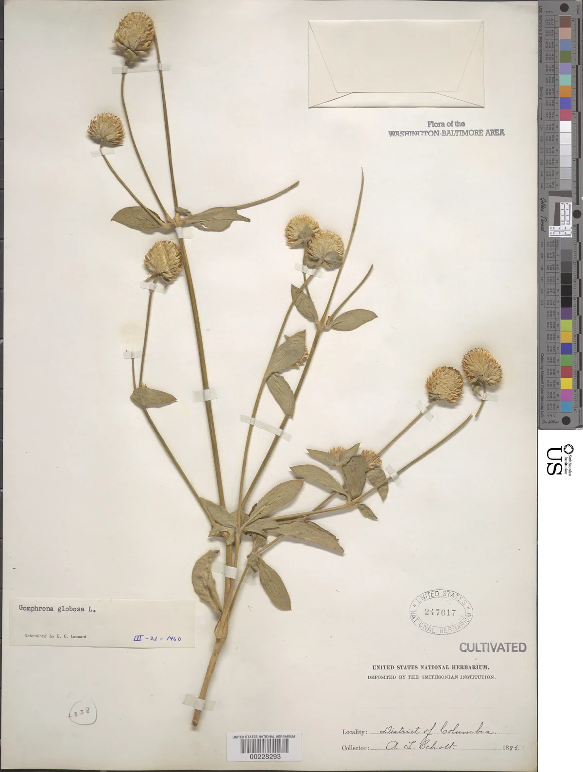 Globe Amaranth (Gomphrena globosa), photograph