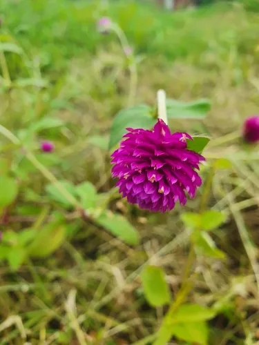 Globe Amaranth (Gomphrena globosa), photograph