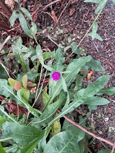 Photo: no rights reserved · cc0 · via iNaturalist Globe Amaranth (Gomphrena globosa), photograph