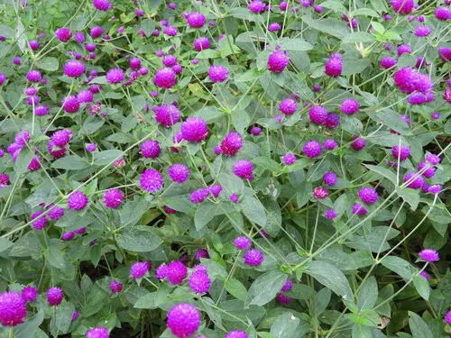 Photo: (c) Sebastián de Jesús Herrera Buenfil, some rights reserved · CC BY · via iNaturalist globe amaranth (Gomphrena globosa), photograph