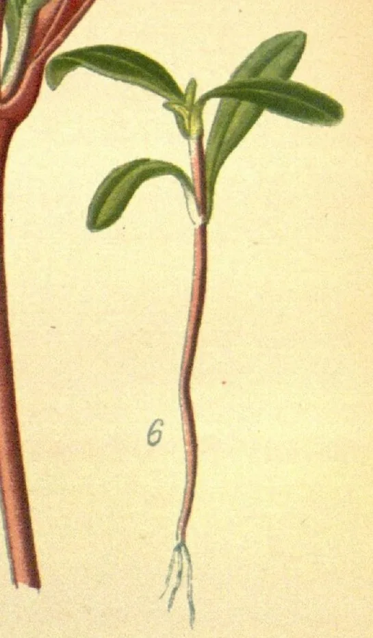 Globe Amaranth (Gomphrena globosa), photograph