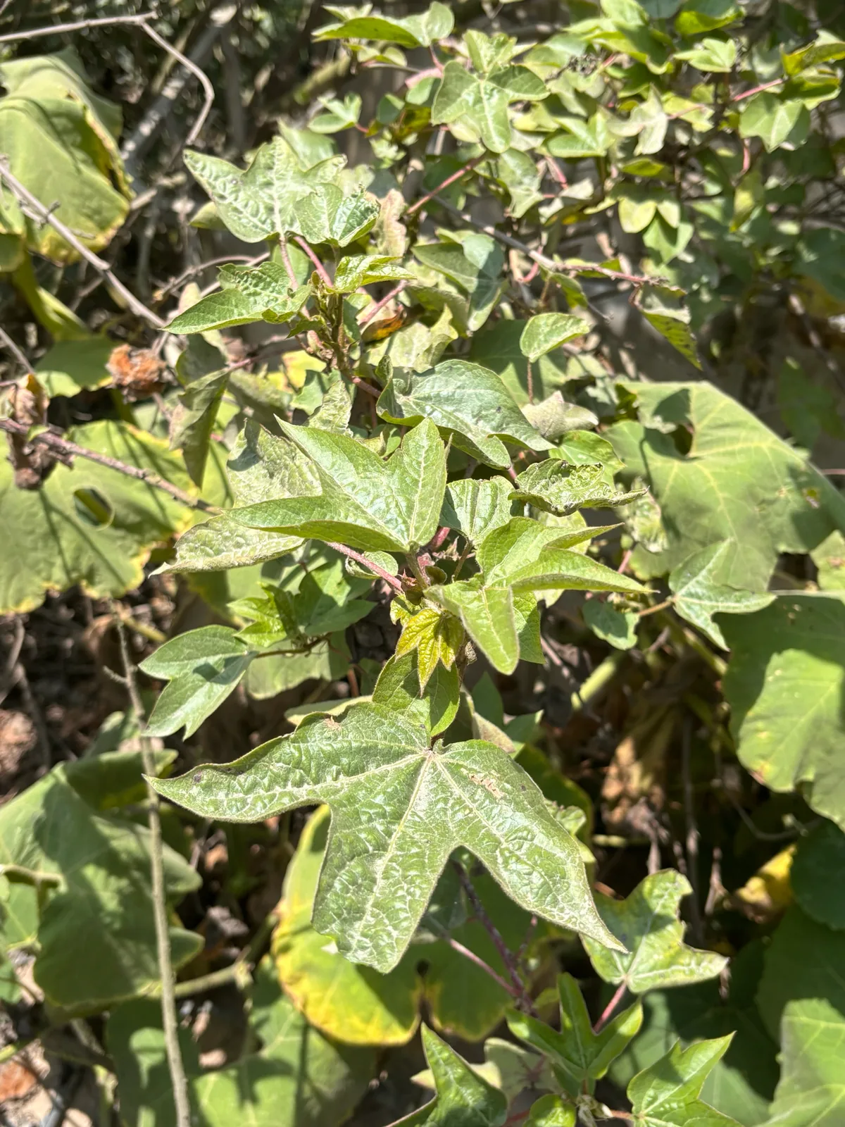 Cotton (Gossypium barbadense), photograph