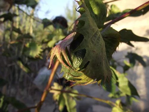 Cotton (Gossypium barbadense), photograph
