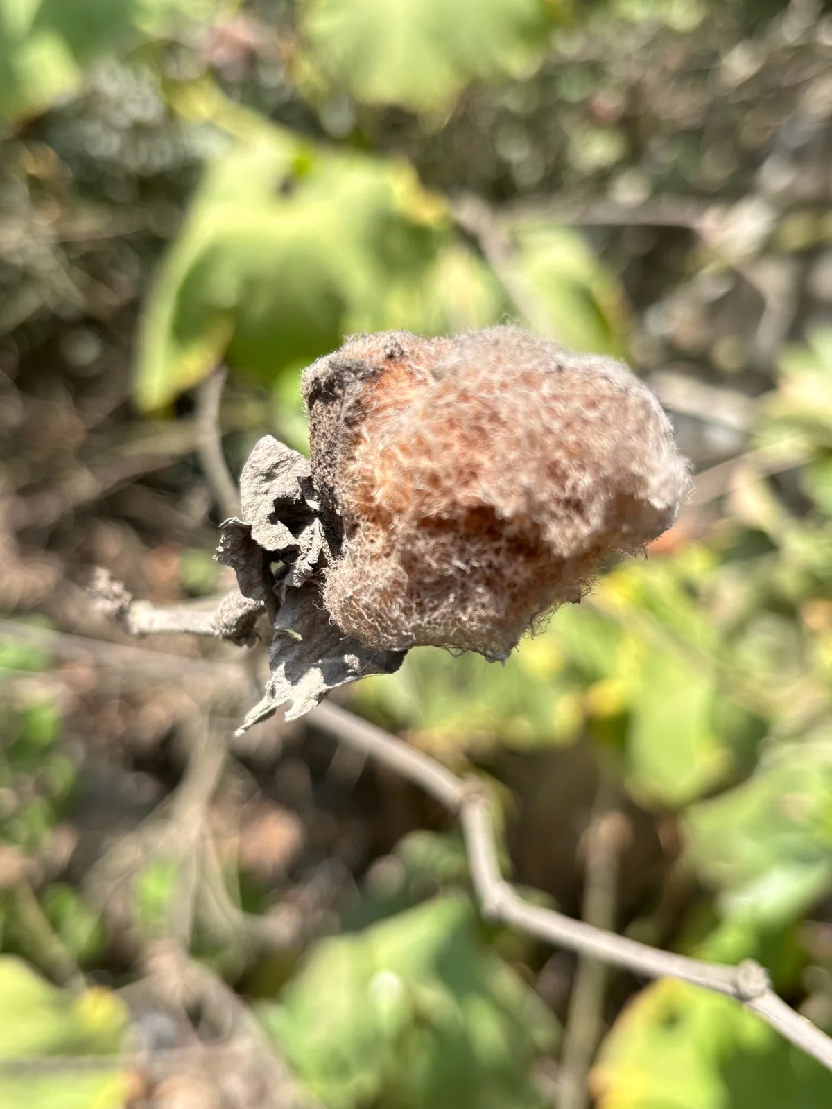 Cotton (Gossypium barbadense), photograph