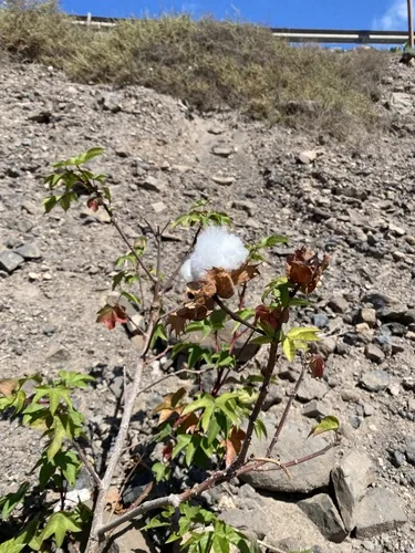 Cotton (Gossypium barbadense), photograph