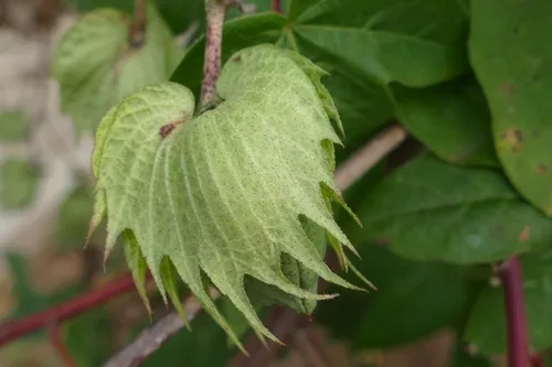 Cotton (Gossypium barbadense), photograph