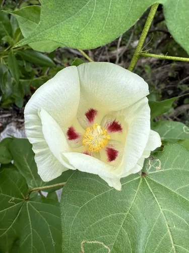 upland cotton (Gossypium hirsutum), photograph