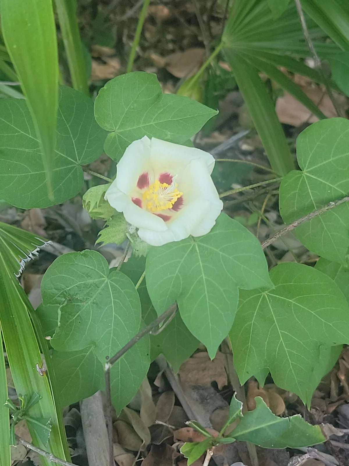 Upland Cotton (Gossypium hirsutum), photograph