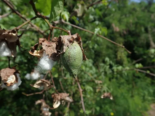 Upland Cotton (Gossypium hirsutum), photograph