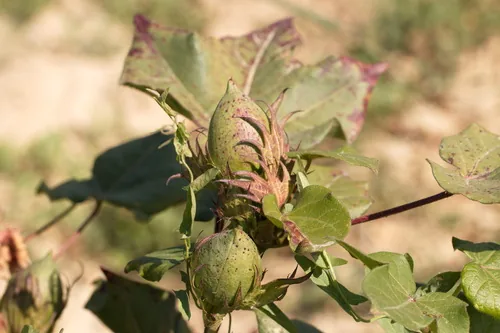 Upland Cotton (Gossypium hirsutum), photograph