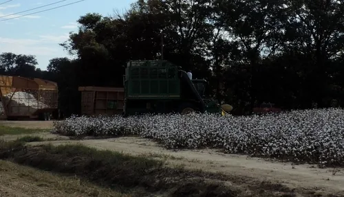 Upland Cotton (Gossypium hirsutum), photograph