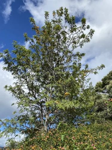 silky oak (Grevillea robusta), photograph