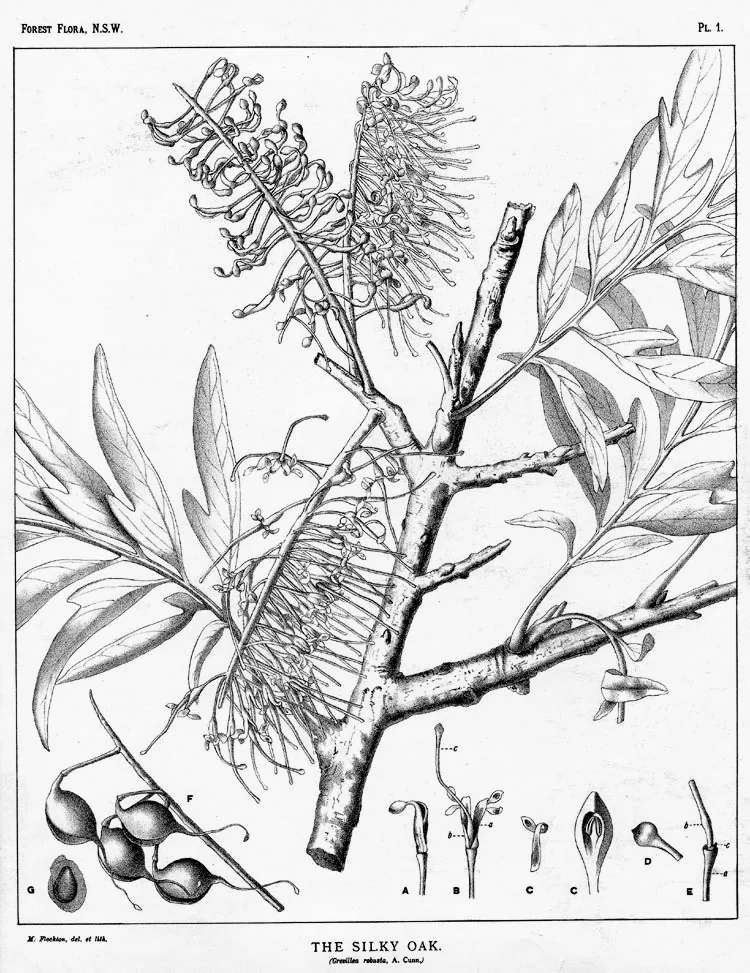 silky oak (Grevillea robusta), botanical illustration
