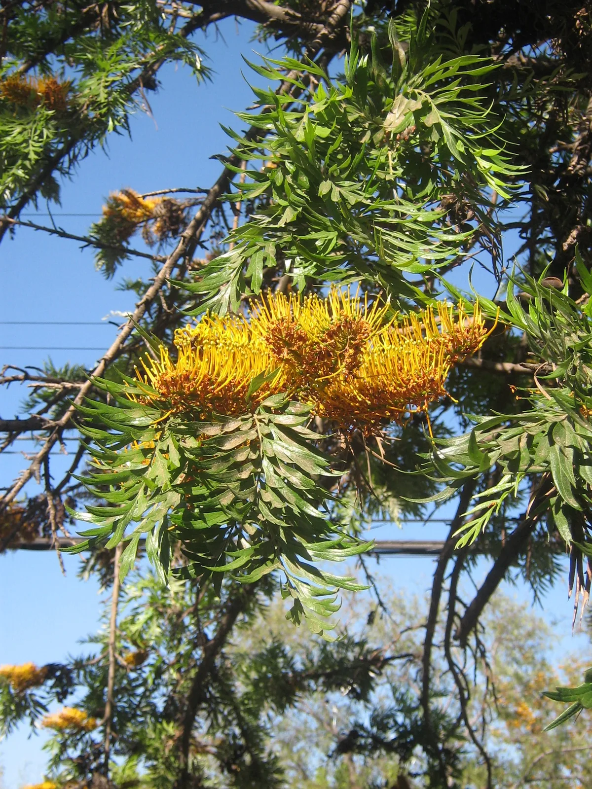 Photo: Penarc · CC BY-SA 3.0 · via Wikimedia Commons silky oak (Grevillea robusta), photograph