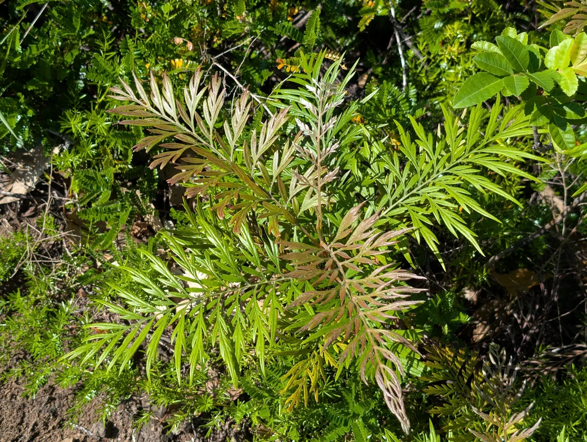 silky oak (Grevillea robusta), photograph